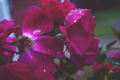 Close-up of wet flowers blooming outdoors