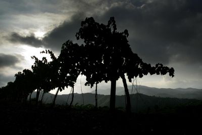 Silhouette trees on field against sky