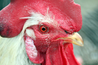 Extreme close-up of hen
