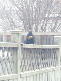 Bird perching on bare tree in winter