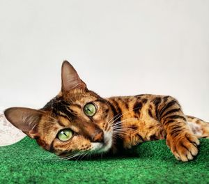Close-up portrait of cat lying on carpet