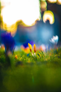 Close-up of yellow flowering plant on field