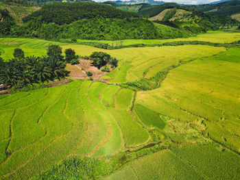 Scenic view of agricultural field