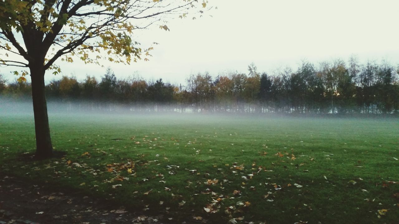 tree, fog, tranquility, tranquil scene, foggy, scenics, nature, beauty in nature, landscape, field, growth, grass, forest, tree trunk, non-urban scene, weather, idyllic, grassy, branch