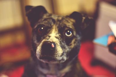 Close-up portrait of dog at home