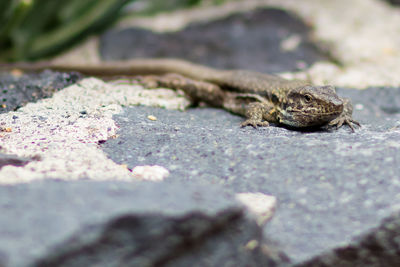 Close-up of lizard on rock