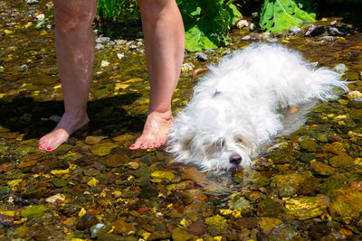 Low section of person with dog on leaves