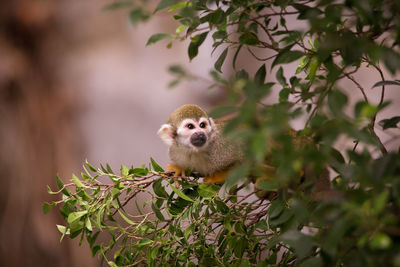 Monkey on a tree