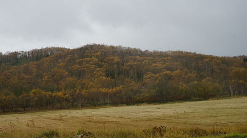 Scenic view of grassy field against sky