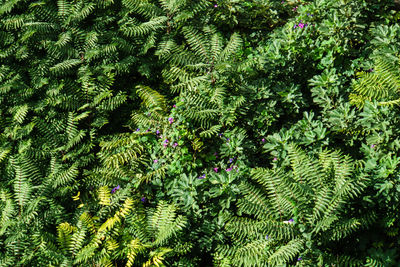 High angle view of fern leaves