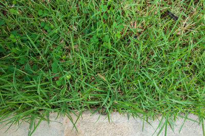 High angle view of plants on field