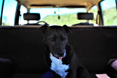 Black dog in car