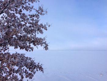 Tree by sea against sky during winter