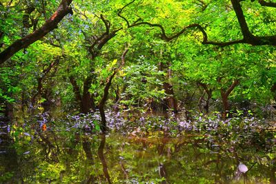 Trees by lake in forest