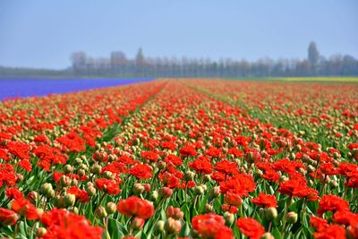 Red tulips in field against sky