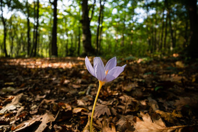 Close-up of crocus flower growing on field