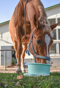 Horse standing on field