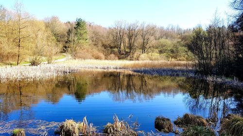 Scenic view of lake in forest against sky