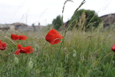 Close-up of red poppy flowers on field