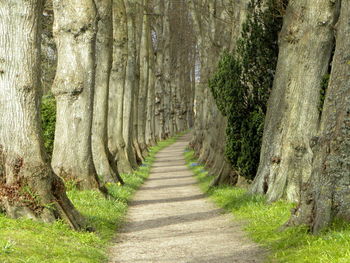 Empty road amidst trees