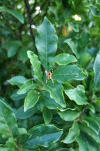 Close-up of spider on web