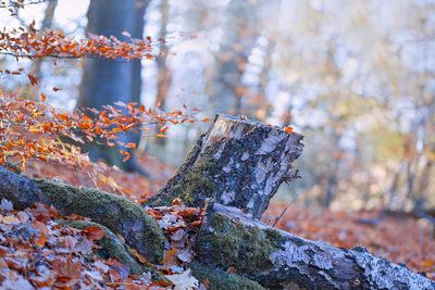 Close-up of lichen on tree trunk in forest during autumn