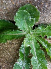 Close-up of wet spider web on plant