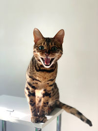Close-up of cat against white background