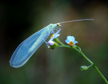 Close-up of insect on leaf