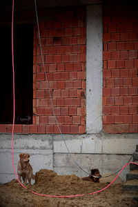 View of a dog on wall