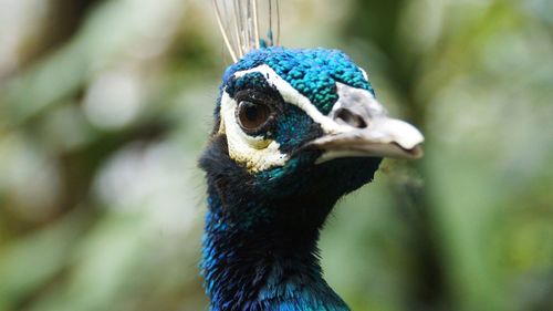 Close-up of a peacock