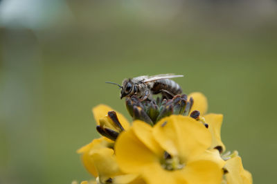 Close-up of insect on yellow flower