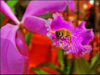 Close-up of honey bee pollinating on pink flower