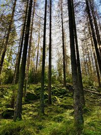 Low angle view of pine trees in forest