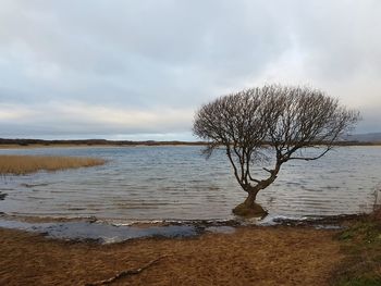 Single tree on beach against sky