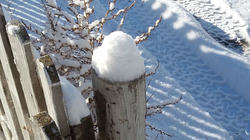 View of snow covered trees