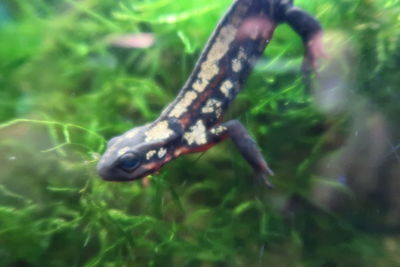 Close-up of turtle swimming