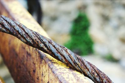 Close-up of tree trunk