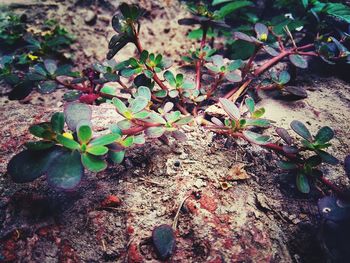 Close-up of small plant growing on land