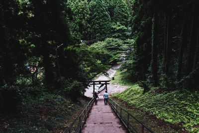 People walking on footpath in forest