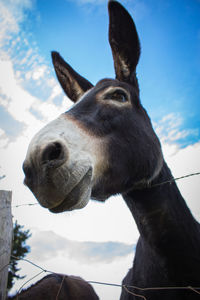 Close-up of black donkey. portrait of cute donkey.