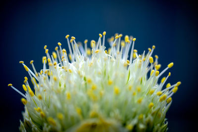 Close-up of flowering plant against black background