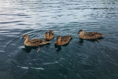 High angle view of birds swimming in lake