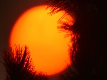 Close-up of orange tree against sky at sunset