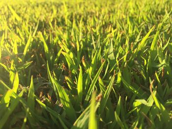 Full frame shot of grassy field