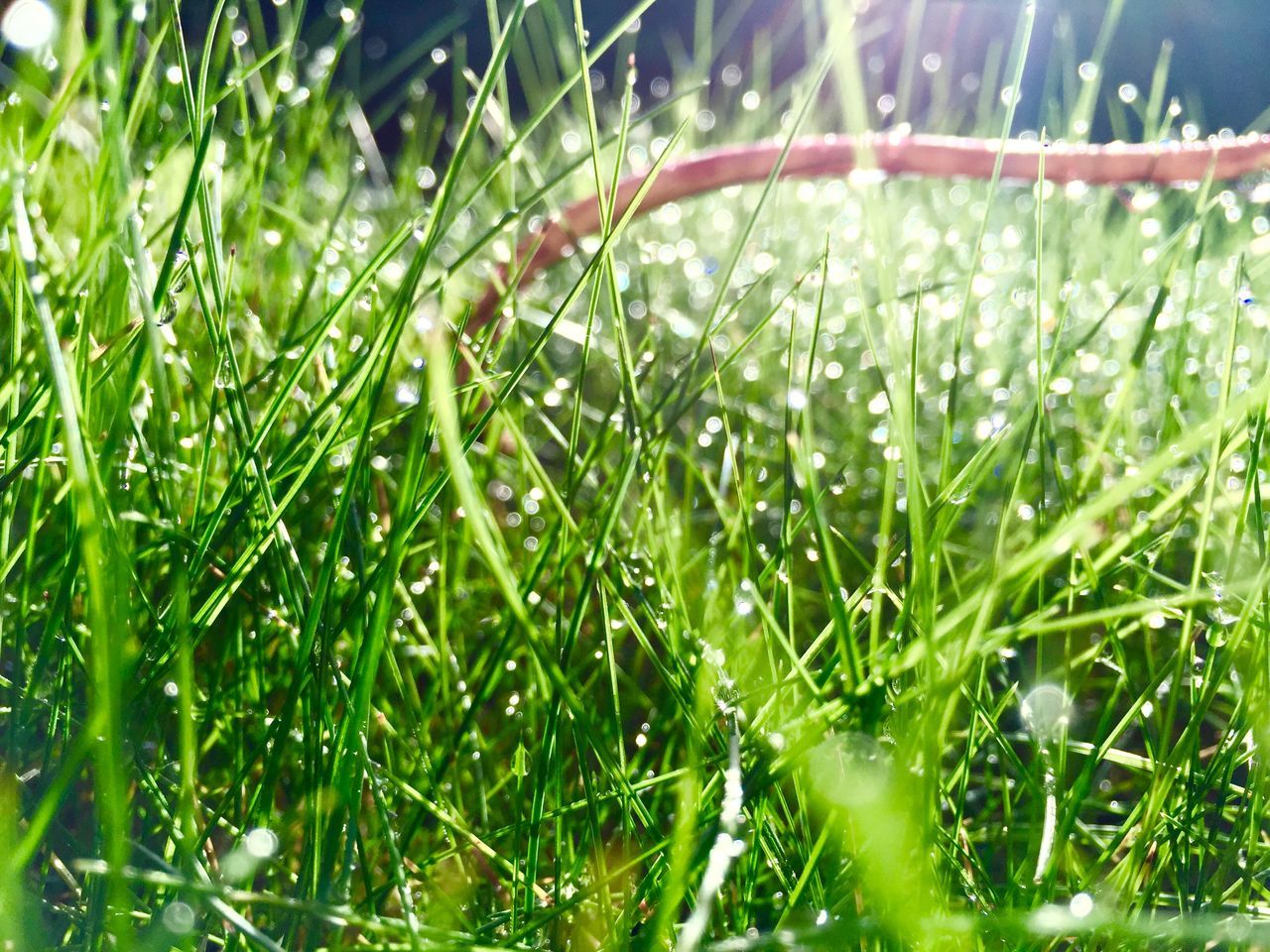 grass, drop, growth, close-up, blade of grass, water, green color, nature, focus on foreground, field, plant, wet, dew, beauty in nature, selective focus, freshness, tranquility, grassy, spider web, fragility