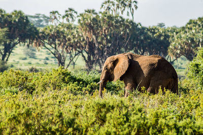 An old elephant in the savannah of samburu park in central kenya