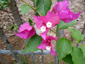 Close-up of pink flowers