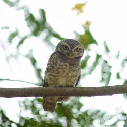 Portrait of owl perching on branch
