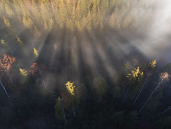 Late autumn aerial view of foggy woods